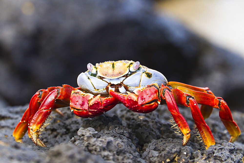 Sally lightfoot crab (Grapsus grapsus), Cerro Dragon, Santa Cruz Island, Galapagos Islands, Ecuador, South America