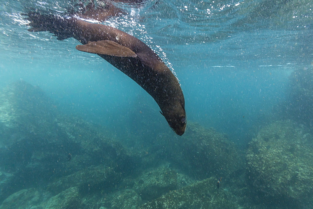 Galapagos fur seal (Arctocephalus galapagoensis) underwater at Isabela Island, Galapagos Islands, Ecuador, South America 