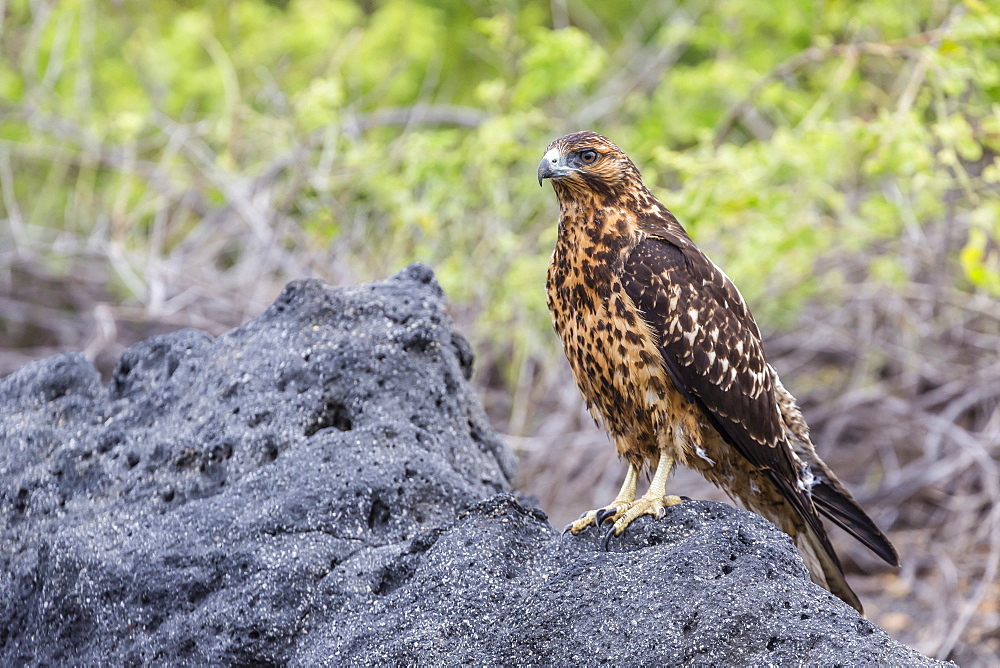 Immature Galapagos hawk (Buteo galapagoensis) in Urbina Bay, Isabela Island, Galapagos Islands, Ecuador, South America 