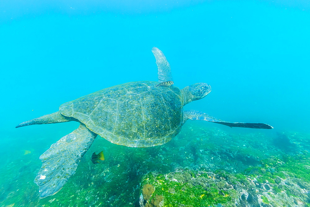 Adult green sea turtle (Chelonia mydas) underwater near Isabela Island, Galapagos Islands, Ecuador, South America 