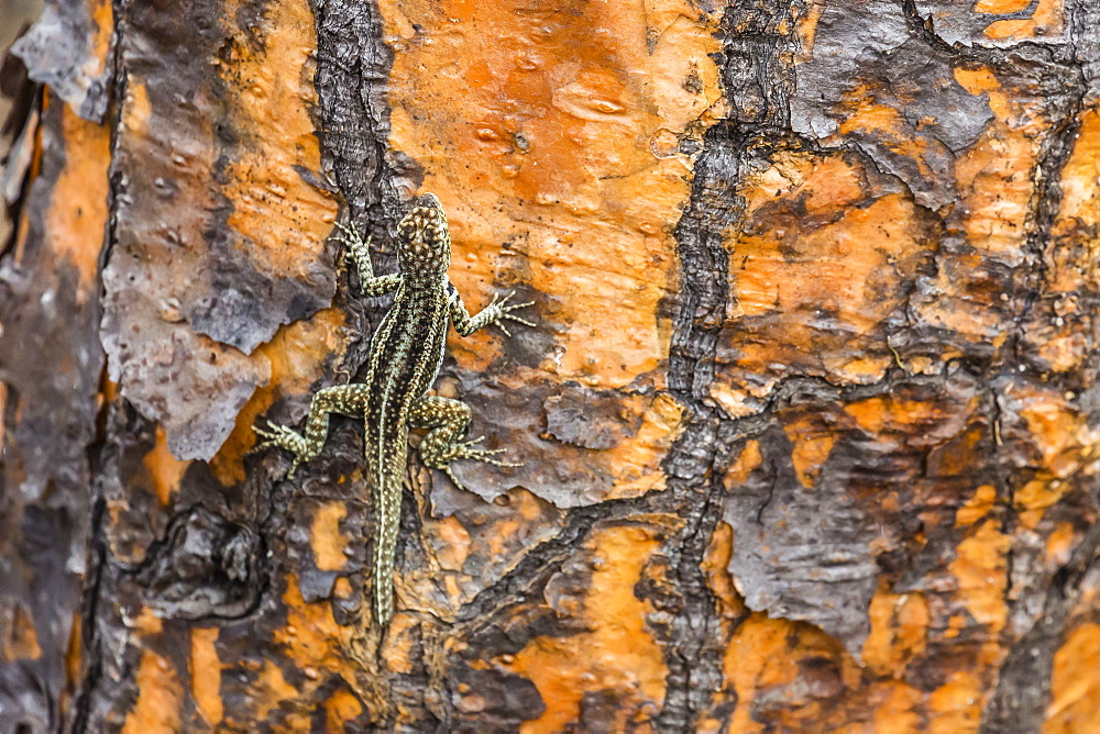 Male Santa Cruz lava lizard (Microlophus indefatigabilis) on Santa Cruz Island, Galapagos Islands, Ecuador, South America 