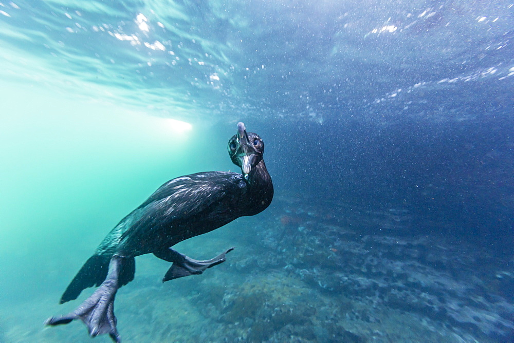 Curious flightless cormorant (Phalacrocorax harrisi) underwater at Tagus Cove, Isabela Island, Galapagos Islands, Ecuador, South America 