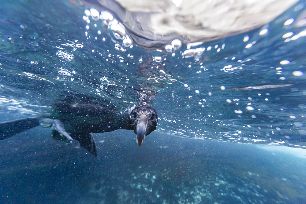 Curious flightless cormorant (Phalacrocorax harrisi) underwater at Tagus Cove, Isabela Island, Galapagos Islands, Ecuador, South America 