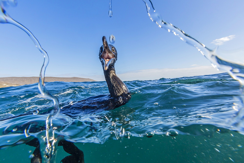 Curious flightless cormorant (Phalacrocorax harrisi) underwater at Tagus Cove, Isabela Island, Galapagos Islands, Ecuador, South America 