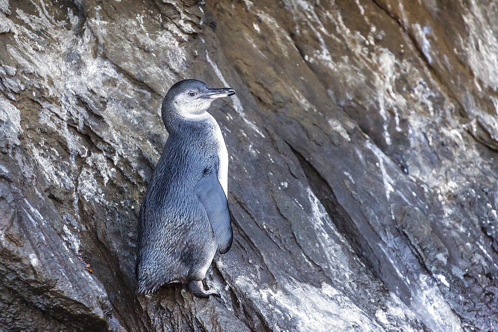 Immature Galapagos penguin (Spheniscus mendiculus) at Tagus Cove, Isabela Island, Galapagos Islands, Ecuador, South America 