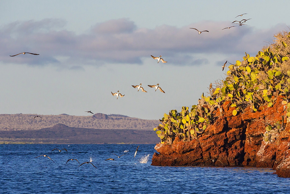 Blue-footed boobies (Sula nebouxii) plunge-diving for small fish off Rabida Island, Galapagos Islands, UNESCO World Heritage Site, Ecuador, South America 