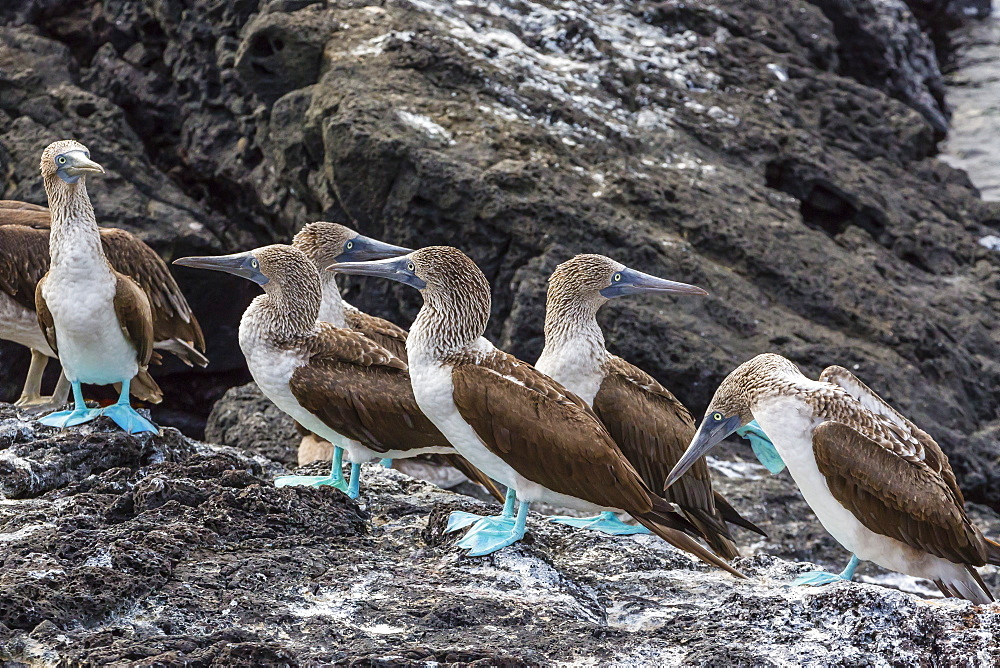 Blue-footed boobies (Sula nebouxii) at Puerto Egas, Santiago Island, Galapagos Islands, Ecuador, South America 