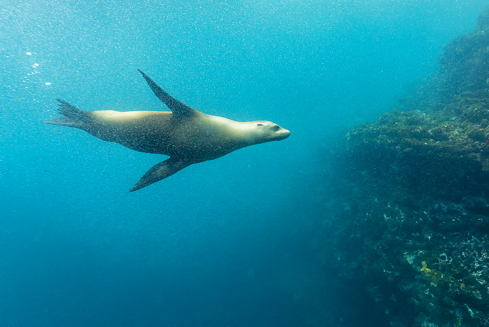 Galapagos sea lion (Zalophus wollebaeki) underwater at Isabela Island, Galapagos Islands, Ecuador, South America 