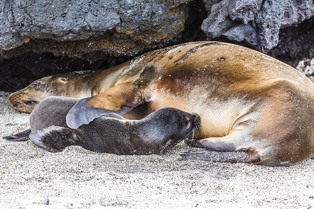 Galapagos sea lion (Zalophus wollebaeki) pup nursing in Urbina Bay, Isabela Island, Galapagos Islands, Ecuador, South America 