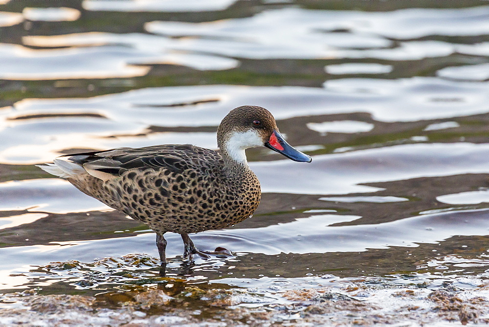 White-cheeked pintail duck (Anas bahamensis) on Rabida Island, Galapagos Islands, Ecuador, South America 