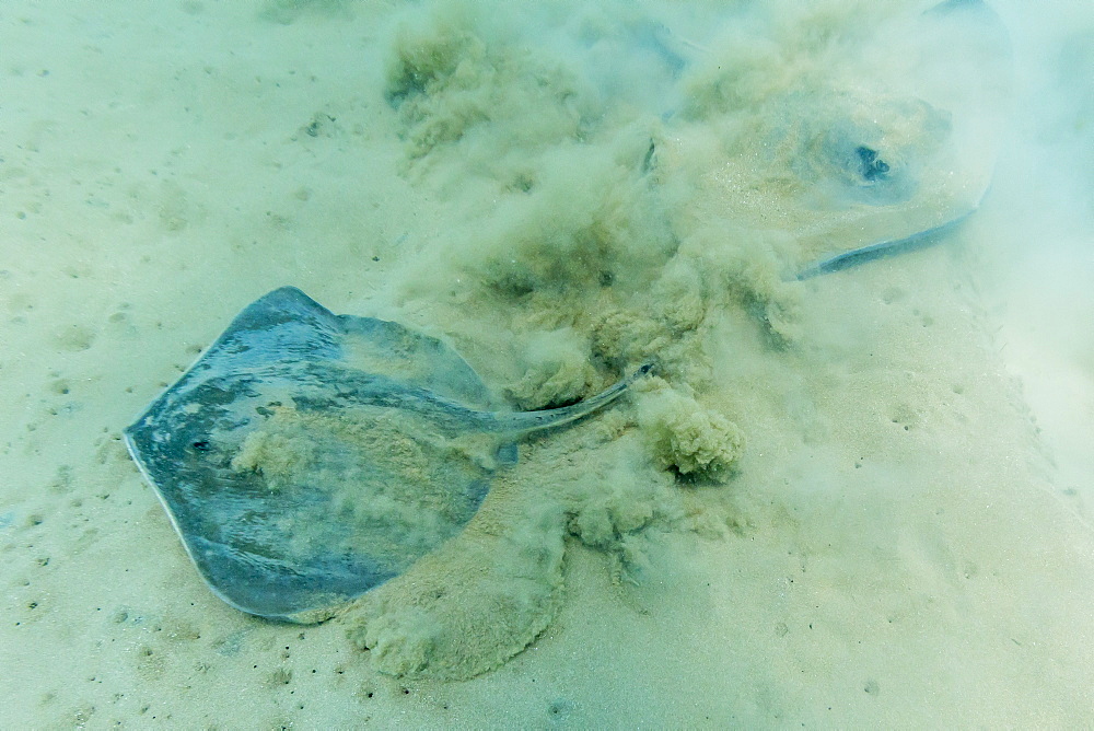 Stingray (Dasyatis spp,) on the shallow sandy bottom at Bartolome Island, Galapagos Islands, Ecuador, South America 