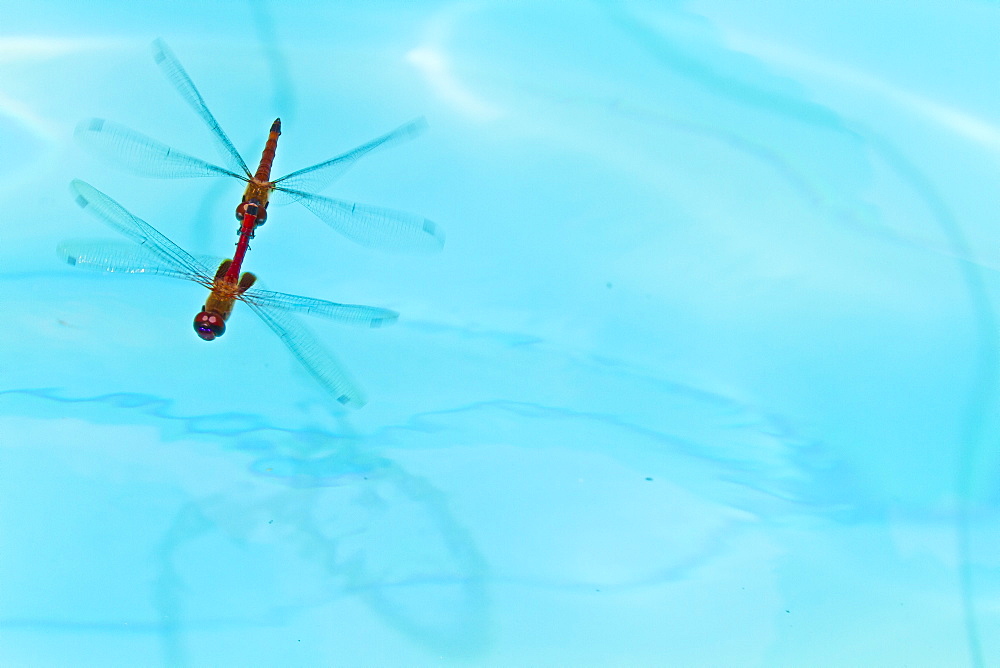 Dragonflies mating, Santa Cruz Island, Galapagos Islands, Ecuador, South America