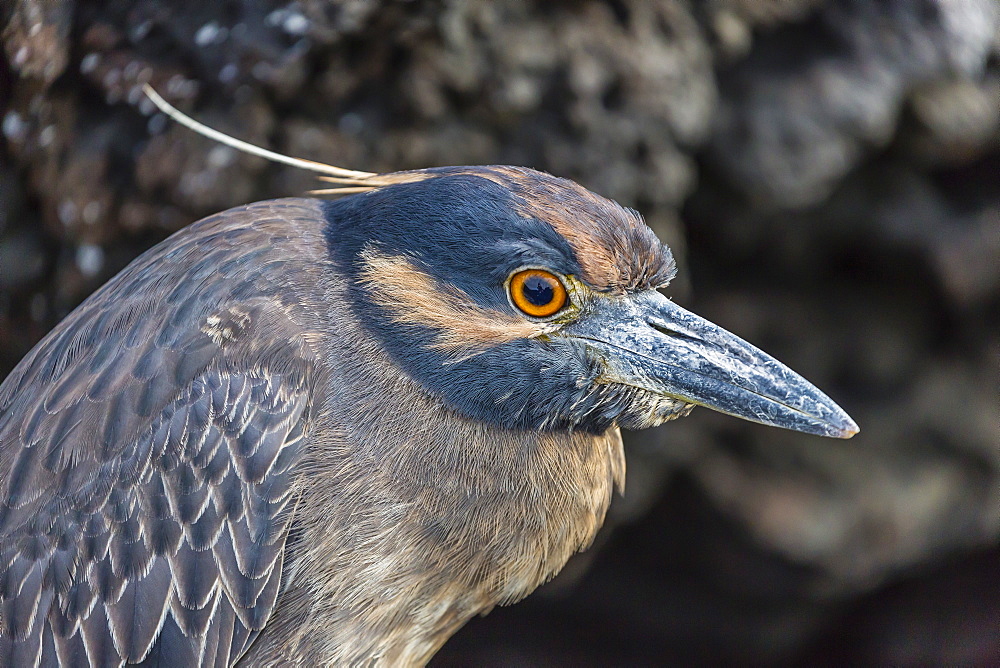 Adult yellow-crowned night heron (Nyctanassa violacea), Puerto Egas, Santiago Island, Galapagos Islands, Ecuador, South America 