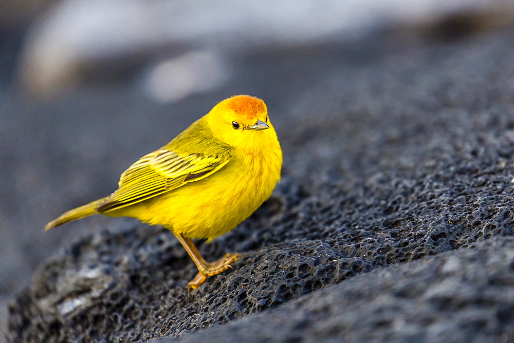 Adult male Galapagos yellow warbler (Setophaga petechia aureola) at Puerto Egas, Santiago Island, Galapagos Islands, Ecuador, South America 