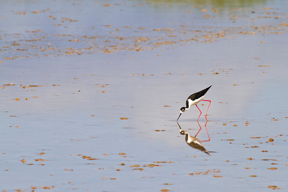 Adult black-necked stilt (Himantopus mexicanus), wading and feeding, Punta Cormorant, Floreana Island, Galapagos, Ecuador, South America