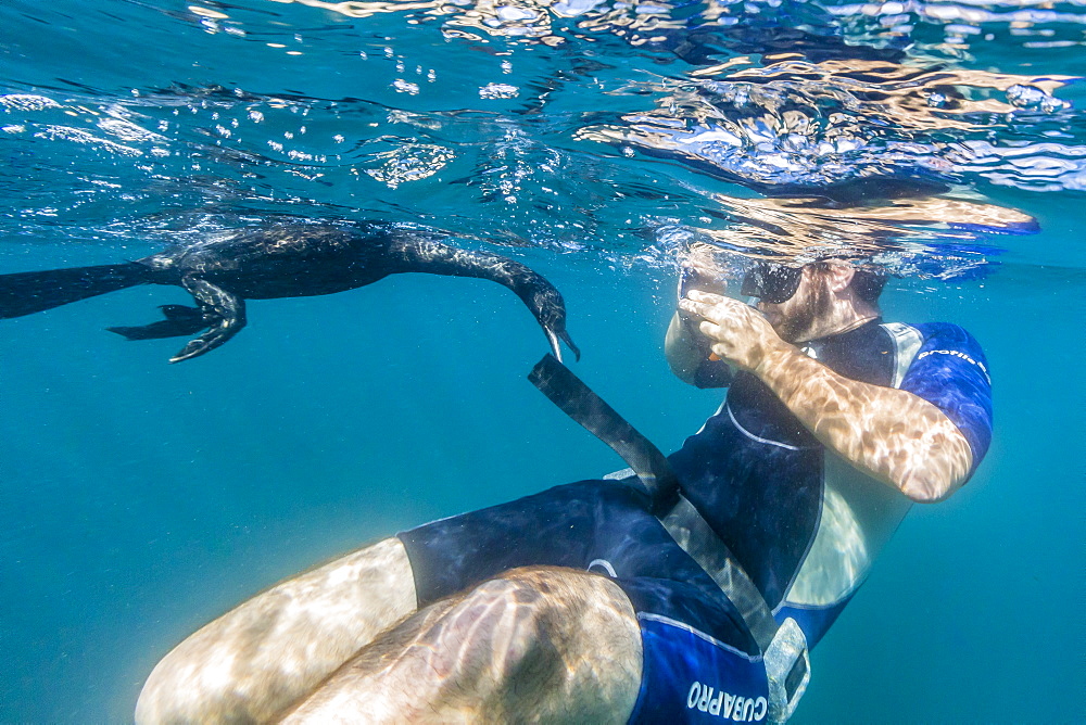 Curious flightless cormorant (Phalacrocorax harrisi) underwater with snorkeler at Tagus Cove, Isabela Island, Galapagos Islands, Ecuador, South America