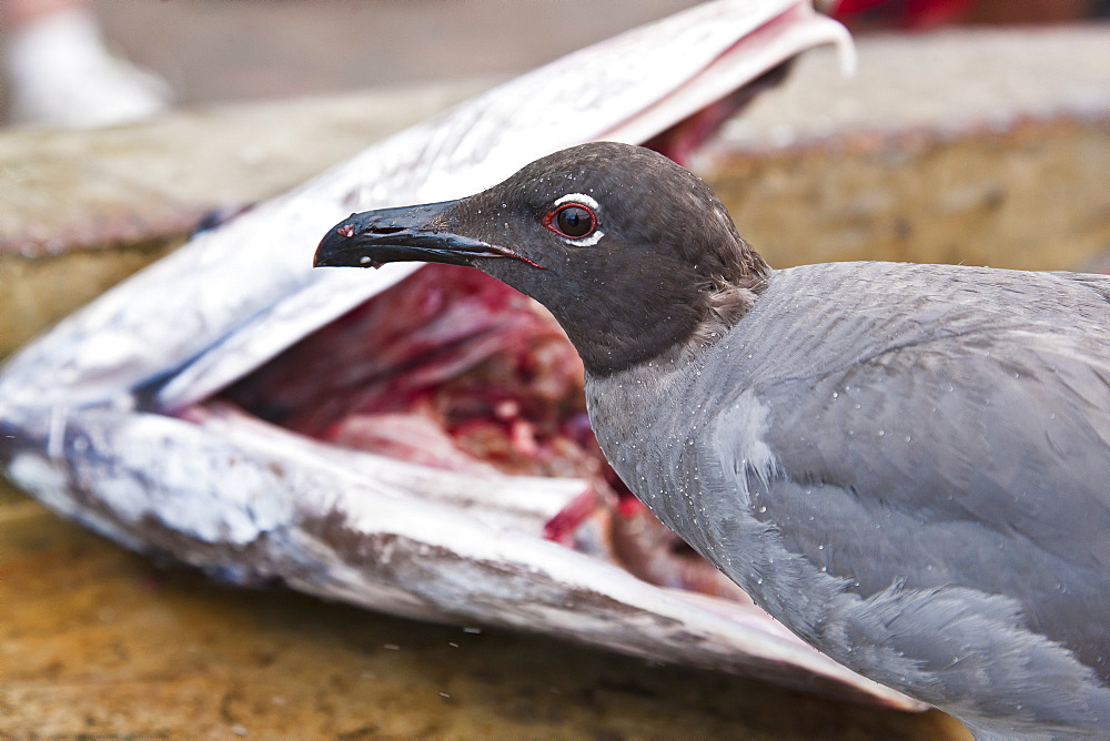 Lava gull (Leucophaeus fuliginosus), Puerto Ayora, Santa Cruz Island, Galapagos Islands, Ecuador, South America