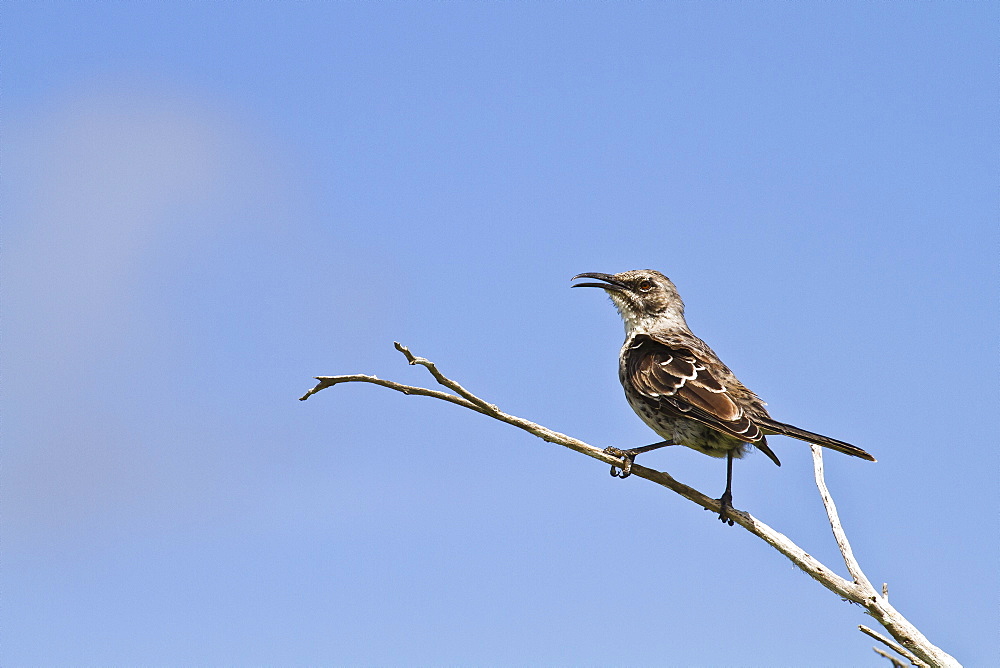 Adult Espanola mockingbird (Hood mockingbird) (Mimus macdonaldi), Espanola Island, Galapagos Islands, Ecuador, South America