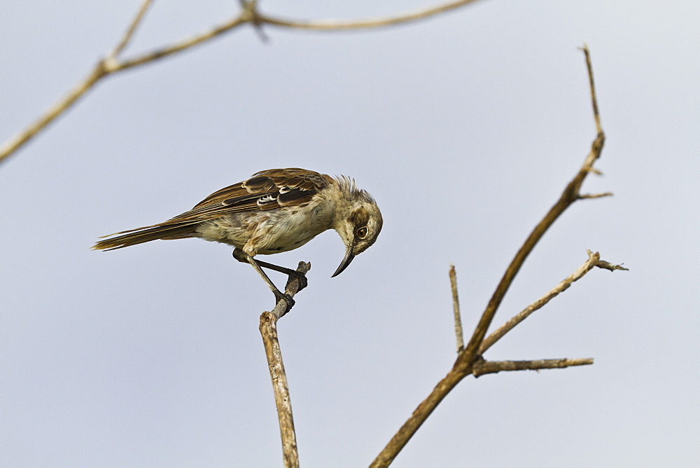 Adult San Cristobal mockingbird (Chatham mockingbird) (Mimus melanotis), Cerro Bruja, San Cristobal Island, Galapagos Islands, Ecuador, South America