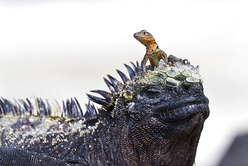 Lava lizard (Microlophus spp,) on top of marine iguana (Amblyrhynchus cristatus), Las Bachas, Santa Cruz Island, Galapagos Islands, Ecuador, South America