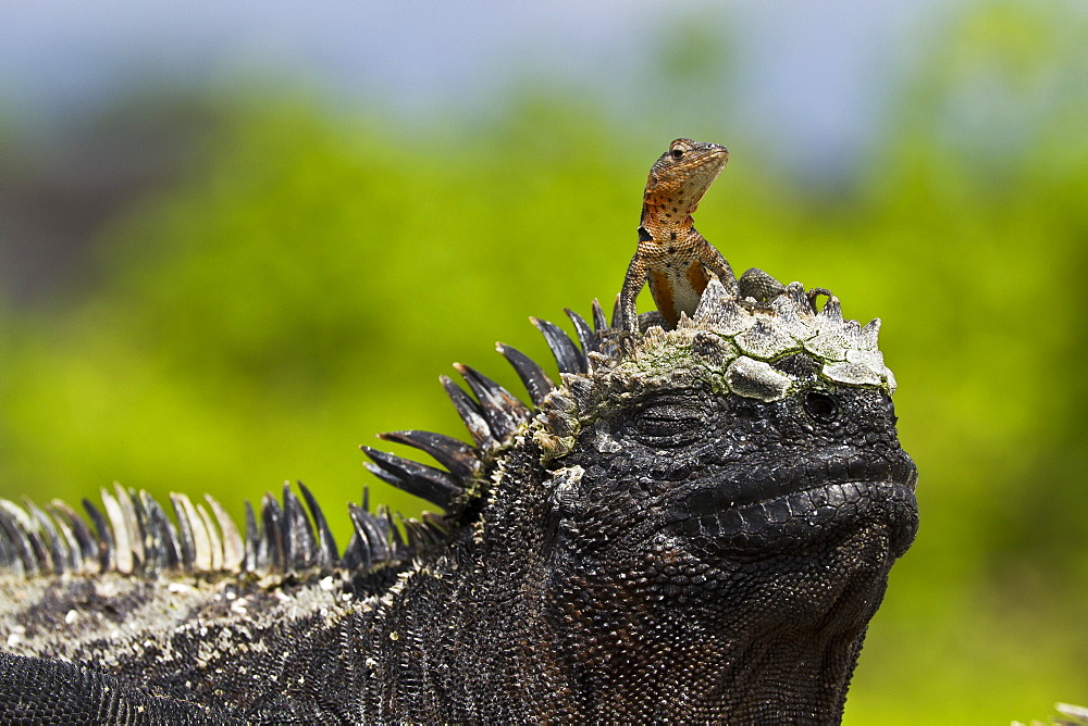 Lava lizard (Microlophus spp,) on top of marine iguana (Amblyrhynchus cristatus), Las Bachas, Santa Cruz Island, Galapagos Islands, Ecuador, South America