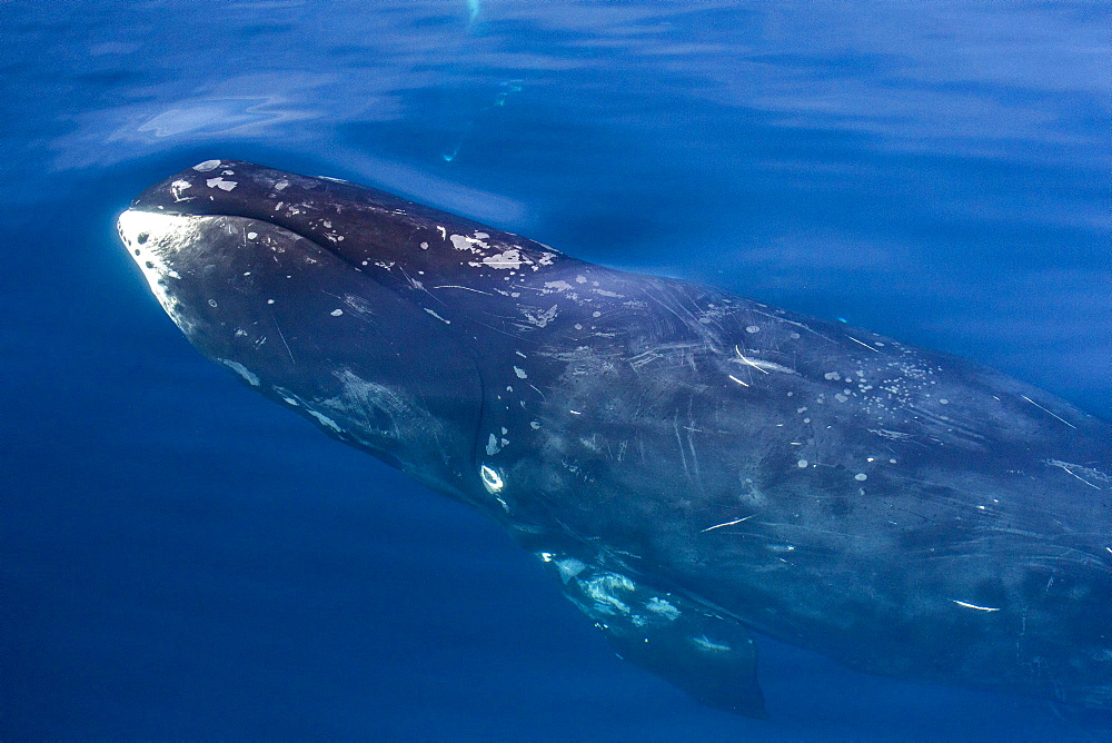 Adult bowhead whale (Balaena mysticetus) surfacing in Arctic Harbour, Isabella Bay, Baffin Island, Nunavut, Canada, North America 