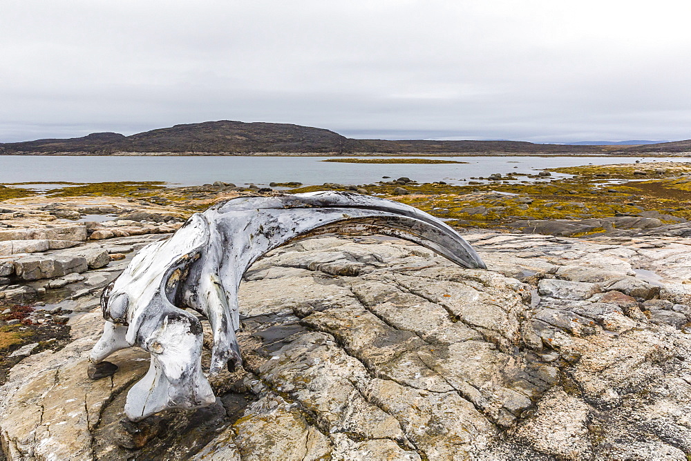 Bowhead whale skull (Balaena mysticetus) at the abandoned Kekerten Island whaling station, Nunavut, Canada, North America 