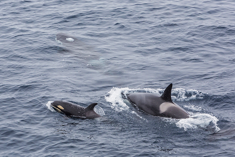 A small pod of around 12 curious killer whales (Orcinus orca), off the Cumberland Peninsula, Baffin Island, Nunavut, Canada, North America 