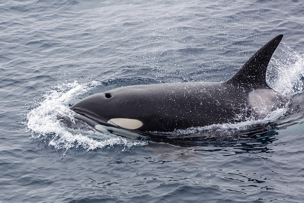 A curious bull killer whale (Orcinus orca) near the National Geographic Explorer off the Cumberland Peninsula, Baffin Island, Nunavut, Canada, North America 