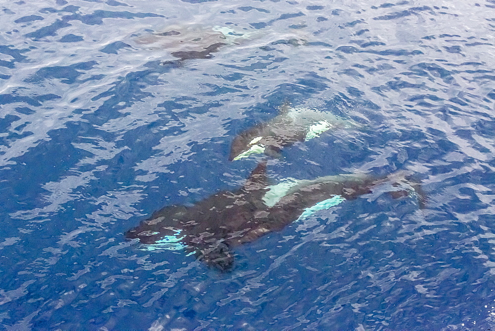 A small pod of curious killer whales (Orcinus orca) off the Cumberland Peninsula, Baffin Island, Nunavut, Canada, North America