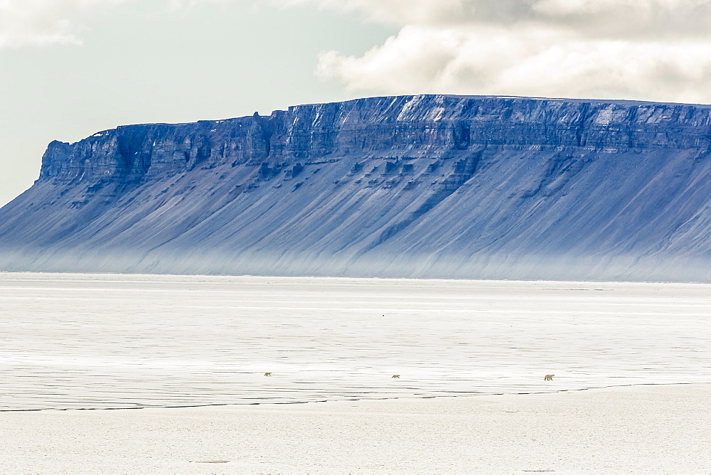 A mother polar bear (Ursus maritimus) with two cubs on fast ice in Icy Arm, Baffin Island, Nunavut, Canada, North America