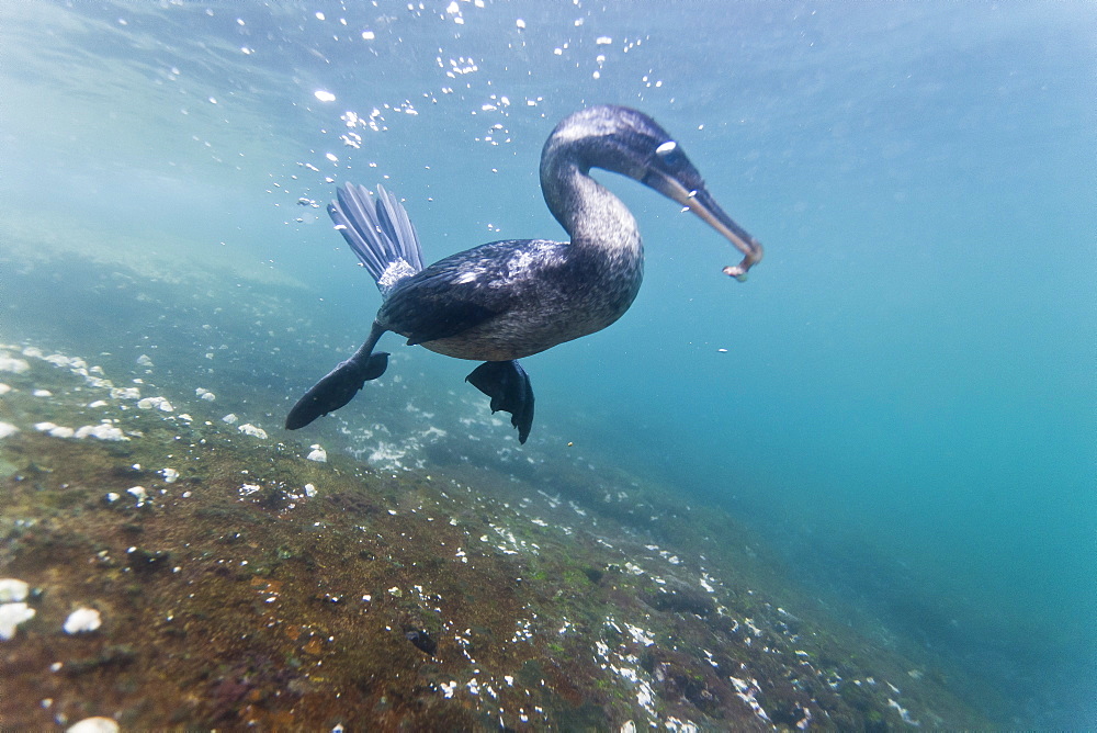 Flightless cormorant (Nannopterum harrisi) hunting underwater, Tagus Cove, Isabela Island, Galapagos Islands, Ecuador, South America