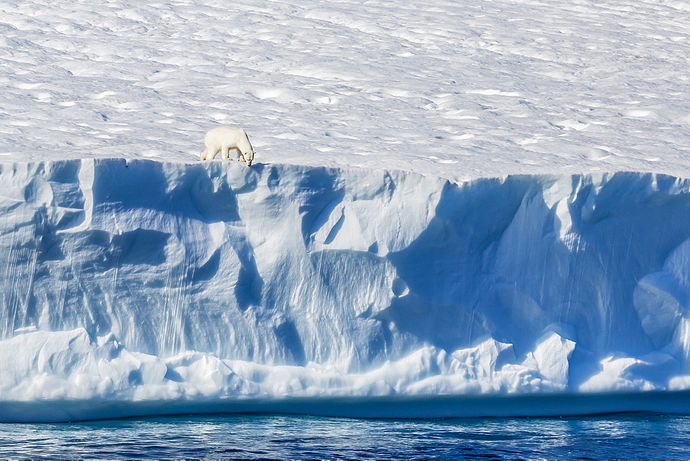 An adult polar bear (Ursus maritimus) on the edge of a huge iceberg in Arctic Harbour, Isabella Bay, Baffin Island, Nunavut, Canada, North America