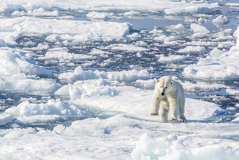 Adult polar bear (Ursus maritimus) leaping from ice floe, Cumberland Peninsula, Baffin Island, Nunavut, Canada, North America