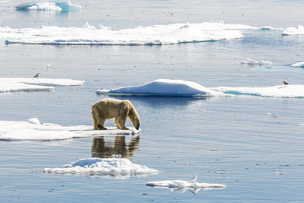 Adult polar bear (Ursus maritimus) on ice floe, Cumberland Peninsula, Baffin Island, Nunavut, Canada, North America