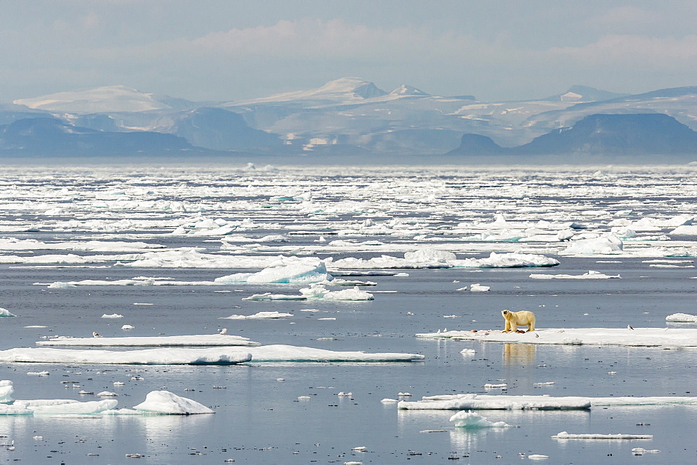 Adult polar bear (Ursus maritimus) on a seal kill on ice floe, Cumberland Peninsula, Baffin Island, Nunavut, Canada, North America