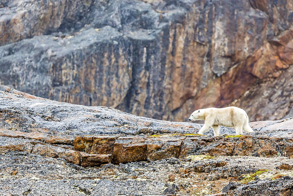 Adult polar bear (Ursus maritimus) in the mist in the Savage Islands, Nunavut, Canada, North America