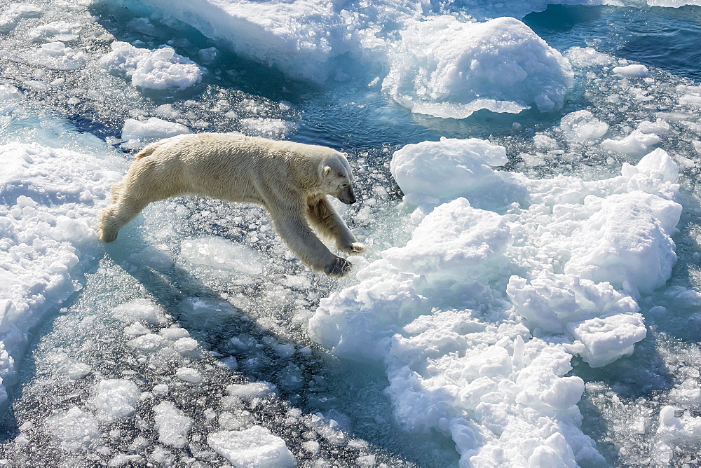 Adult polar bear (Ursus maritimus) on ice floe, Cumberland Peninsula, Baffin Island, Nunavut, Canada, North America