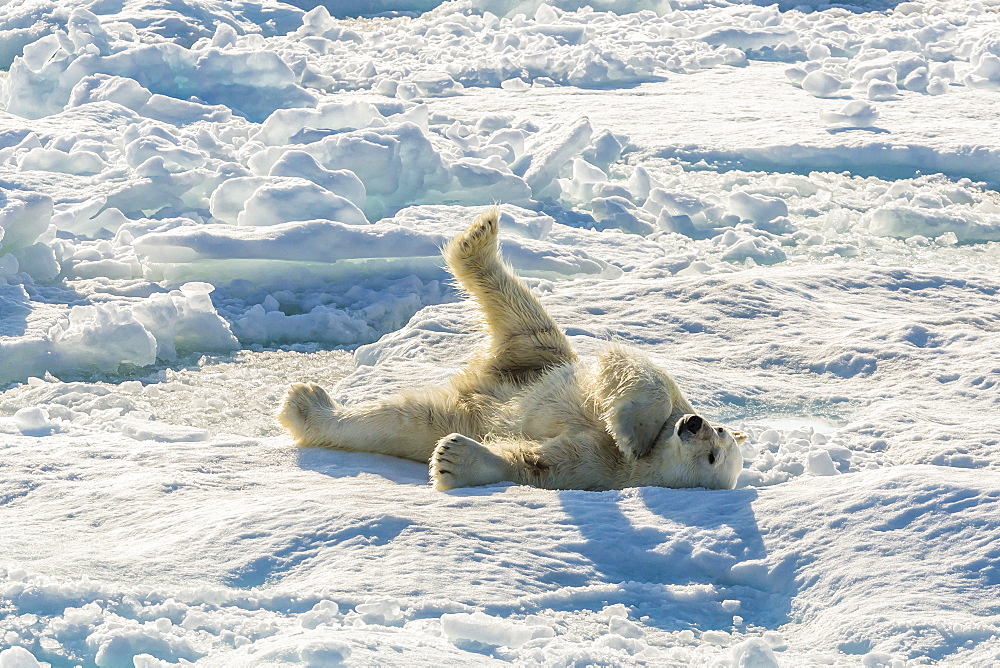 Adult polar bear (Ursus maritimus) cleaning fur on ice floe, Cumberland Peninsula, Baffin Island, Nunavut, Canada, North America