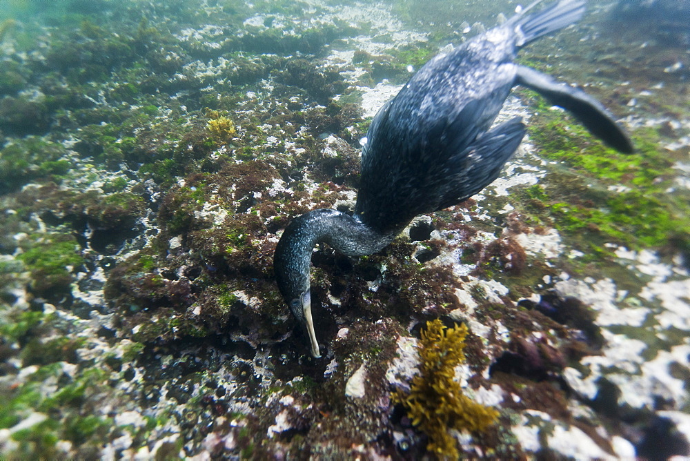 Flightless cormorant (Nannopterum harrisi) hunting underwater, Tagus Cove, Isabela Island, Galapagos Islands, Ecuador, South America