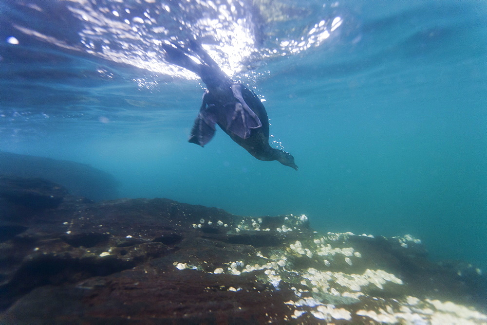 Flightless cormorant (Nannopterum harrisi) hunting underwater, Tagus Cove, Isabela Island, Galapagos Islands, Ecuador, South America