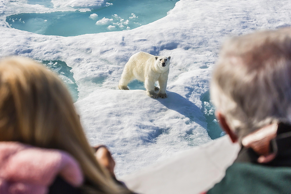 Guests from the Lindblad Expeditions ship National Geographic Explorer with polar bear (Ursus maritimus), Cumberland Peninsula, Baffin Island, Nunavut, Canada, North America