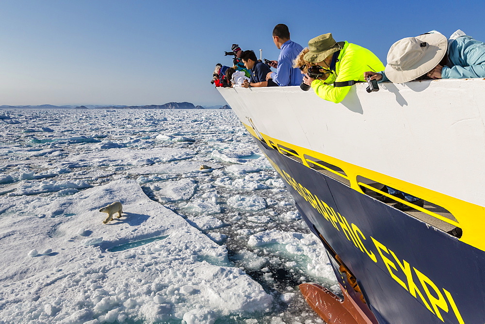 Guests from the Lindblad Expeditions ship National Geographic Explorer with polar bear (Ursus maritimus), Cumberland Peninsula, Baffin Island, Nunavut, Canada, North America