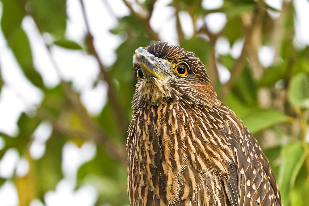 Juvenile yellow-crowned night heron (Nyctanassa violacea), Genovesa Island, Galapagos Islands, Ecuador, South America