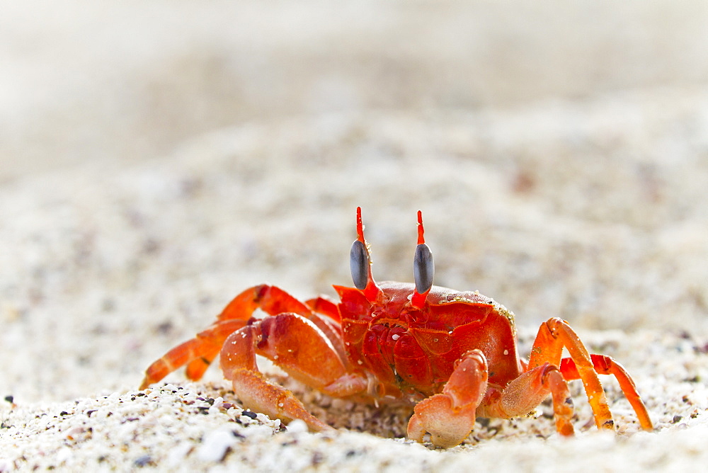 Painted ghost crab (Ocypode gaudichaudii), Cerro Bruja, San Cristobal Island, Galapagos Islands, Ecuador, South America