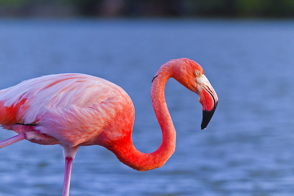 Greater flamingo (Phoenicopterus ruber), Las Bachas, Santa Cruz Island, Galapagos Islands, Ecuador, South America