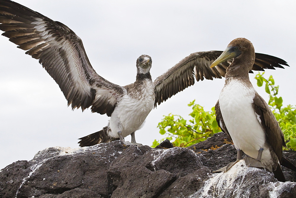 Nazca booby (Sula grantii) chick, Punta Suarez, Santiago Island, Galapagos Islands, Ecuador, South America