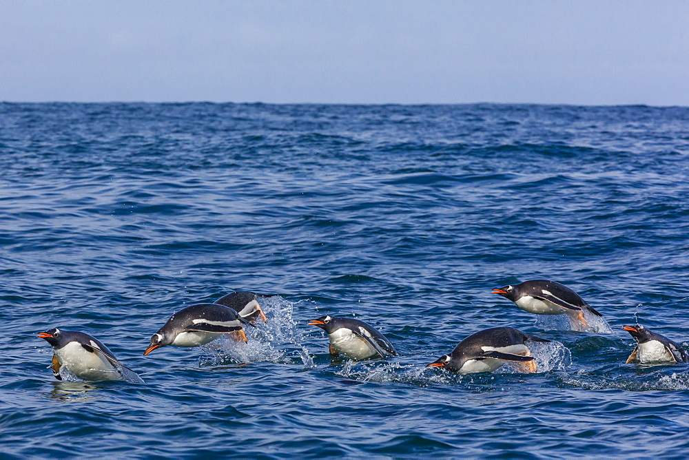 Adult gentoo penguins (Pygoscelis papua) porpoising for speed in Cooper Bay, South Georgia, UK Overseas Protectorate, Polar Regions