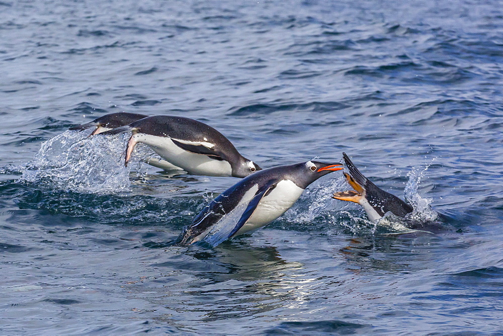 Adult gentoo penguins (Pygoscelis papua) porpoising for speed in Cooper Bay, South Georgia, UK Overseas Protectorate, Polar Regions