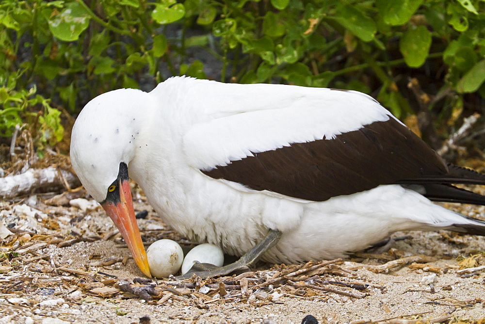 Adult Nazca booby (Sula grantii) on eggs, Punta Suarez, Santiago Island, Galapagos Islands, Ecuador, South America